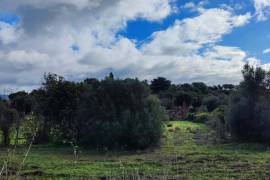 9800 m2 plot of land with several not registered ruins in Salir - Loulé