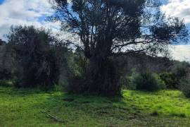 9800 m2 plot of land with several not registered ruins in Salir - Loulé