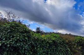 9800 m2 plot of land with several not registered ruins in Salir - Loulé