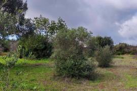 9800 m2 plot of land with several not registered ruins in Salir - Loulé