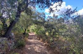 Plots of land with 5000m2 in Fonte da Benémola - Querença Loulé Plots of land with 5000m2 in Fonte da Benémola - Querença Loulé