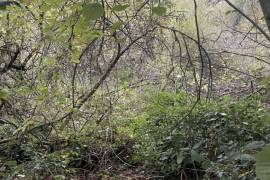 Wooded Plot of Land for Leisure Use