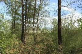 Rare ! Belle parcelle boisée de 3,45 hectares à Aillas