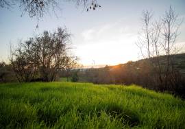 Farm with 1ha, Cunha Alta, Mangualde