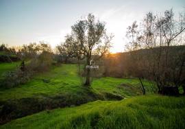 Farm with 1ha, Cunha Alta, Mangualde