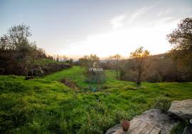 Farm with 1ha, Cunha Alta, Mangualde