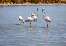 New 3-Bed Villa with Pool in Caldas da Rainha | Silver Coast Portugal New 3-Bed Villa with Pool in Caldas da Rainha | Silver Coast Portugal