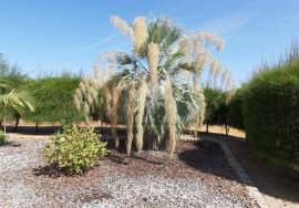 Distinctive 3 or 4  bedroom villa with pool, potential guest suite & amazing grounds.