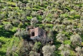 Terreno agricolo con uliveto produttivo – edificabile – Sassari – Sardegna