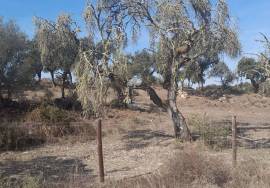 Herdade Ganadeira in Arraiolos – 223 Hectares