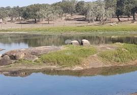 Herdade Ganadeira in Arraiolos – 223 Hectares