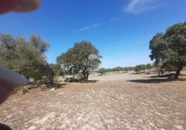 Herdade Ganadeira in Arraiolos – 223 Hectares