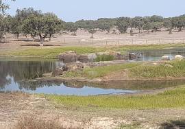 Herdade Ganadeira in Arraiolos – 223 Hectares