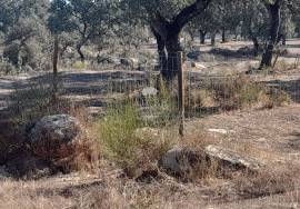 Herdade Ganadeira in Arraiolos – 223 Hectares