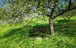 Estate of 2 Houses For Sale in Bicaz