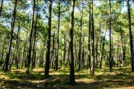 GIRONDE FORET IDEAL INVESTISSEUR 247 HA
