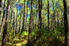 LANDES EXPLOITATION FORESTIERE 86 HA