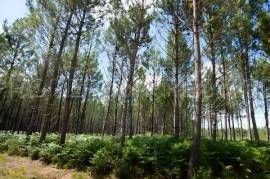 GIRONDE FORET D'INVESTISSEMENT 77 HA
