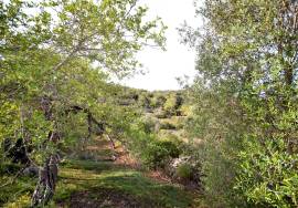 Agricultural Plot in a Rural Setting