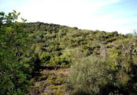 Rural Agricultural Land