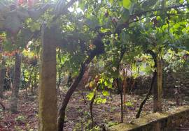 Property in Covas with single storey housing and cellar in the basement, vineyards and fruit trees + Annex