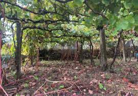 Property in Covas with single storey housing and cellar in the basement, vineyards and fruit trees + Annex
