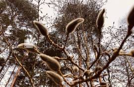 Detached house for rent in Riga district, 210.00m2