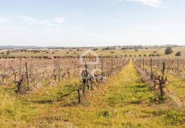 Farm Mourão Granja