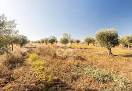 Farm Mourão Granja