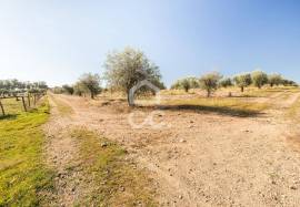 Farm Mourão Granja