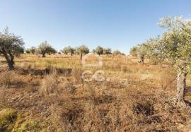 Farm Mourão Granja