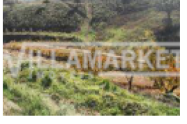 2 Rustic land with 10586 m2 located in The Place of Magoito (Odeleite)
