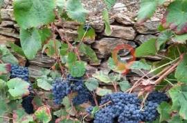 Land with vineyards, in Sanfins do Douro Land with vineyards, in Sanfins do Douro