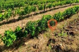 Land with vineyards, in Sanfins do Douro Land with vineyards, in Sanfins do Douro
