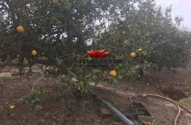 Land with 6560 m2 Land with 6560 m2