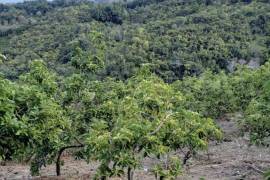 Avocado Farm In Barahona