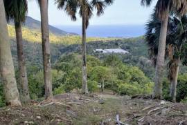 Avocado Farm In Barahona