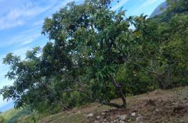 Avocado Farm In Barahona