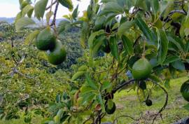 Avocado Farm In Barahona