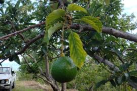 Avocado Farm In Barahona