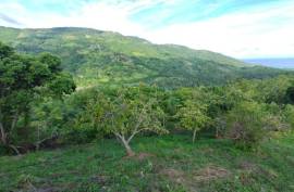 Avocado Farm In Barahona