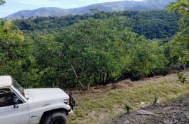 Avocado Farm In Barahona