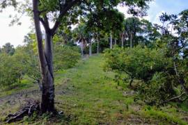 Avocado Farm In Barahona