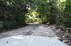 Avocado Farm In Barahona