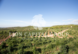 Villa Valencia/València Monasterios-Alfinach