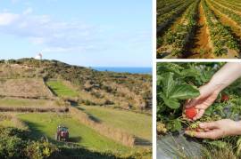 New 3-Bed Villas in Salir do Porto | Silver Coast Portugal