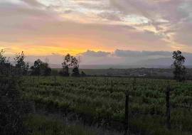 Mont du Toit Wine & Olive Estate For Sale in Wellington, Western Cape, South