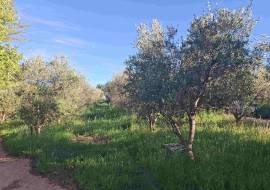 Mont du Toit Wine & Olive Estate For Sale in Wellington, Western Cape, South