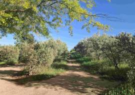 Mont du Toit Wine & Olive Estate For Sale in Wellington, Western Cape, South