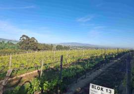 Mont du Toit Wine & Olive Estate For Sale in Wellington, Western Cape, South